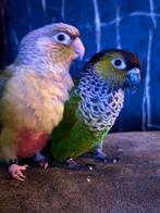 Tam koppel pyrrhura, Dieren en Toebehoren, Meerdere dieren, Parkiet, Tam