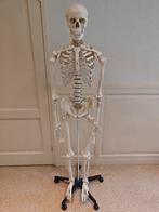 Levensecht anatomisch skelet (181 cm) op wielen, Diversen, Schoolbenodigdheden, Ophalen, Zo goed als nieuw
