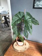 Stippen begonia, Huis en Inrichting, Ophalen, Overige soorten, Minder dan 100 cm