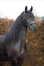Prachtige 4 jarige friese merrie ( fries ), Dieren en Toebehoren, Paarden, Merrie, Dressuurpaard, 3 tot 6 jaar