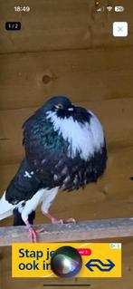 Duivinnen, Dieren en Toebehoren