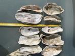 10 oesterschelpen,  12 cm en groter, Verzamelen, Mineralen en Fossielen, Ophalen of Verzenden, Mineraal