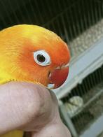 Prachtige brr agapornis fisheri pastelino split geel man, Dieren en Toebehoren, Vogels | Parkieten en Papegaaien, Mannelijk, Dwergpapegaai of Agapornis