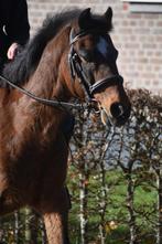 Super Super brave, ervaren , leer C pony, Dieren en Toebehoren, Pony's, Gechipt, B, Ruin, C pony (1.27m tot 1.37m)