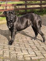 Cane Corso - Kai - Boederijhond, Dieren en Toebehoren, Overige rassen, Teef, Eén hond, 3 tot 5 jaar