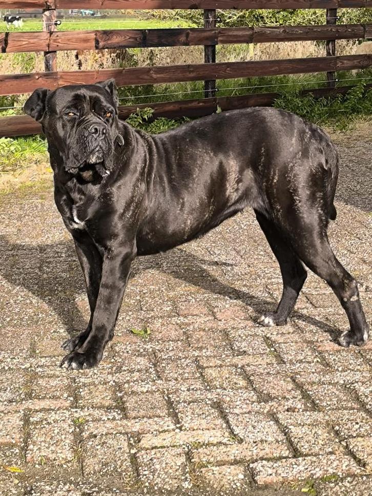 Cane Corso - Kai - Boederijhond, Dieren en Toebehoren, Honden | Bulldogs, Pinschers en Molossers, Teef, Overige rassen, Particulier