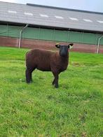 Jonge ooi, Eén persoon