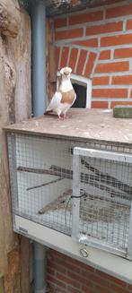 Te koop een Felegyhazer, Dieren en Toebehoren, Vogels | Duiven, Vrouwelijk, Overige soorten