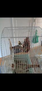 Kanarie...zingt goed..met kooi, Dieren en Toebehoren, Vogels | Overige Vogels, Mannelijk