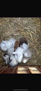 Jonge zuivere nhd x minilop hangoordwerg konijnen, Dieren en Toebehoren, Konijnen, Meerdere dieren, Dwerg, Hangoor