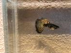 Jonge kweekgroep Yellow Tiger King Cobra guppen, Dieren en Toebehoren, Vis