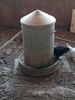 Voersilo, Vrouwelijk, Kip