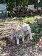 Japanse Akita Inu puppys, Dieren en Toebehoren, België, Particulier, Rabiës (hondsdolheid), 8 tot 15 weken