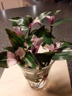 Tradescantia Blushing Bride, Ophalen of Verzenden, Halfschaduw, Minder dan 100 cm