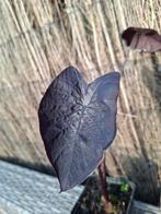 Colocasia esculenta black sapphire gecko, Ophalen of Verzenden, Zomer, Overige soorten