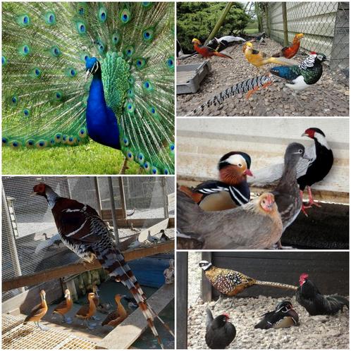 Fazanten-Kippen-Pauwen-Duiven-Eenden-Sonnerathoenders-ect..., Dieren en Toebehoren, Vogels | Overige Vogels, Meerdere dieren, Geringd