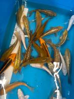 Mooie chagois en platinum koi, Dieren en Toebehoren, Vissen | Vijvervissen, Karper of Koi