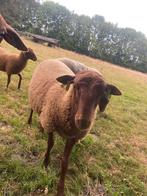 Solognote rammen, Dieren en Toebehoren, Schapen, Geiten en Varkens, Mannelijk, Schaap