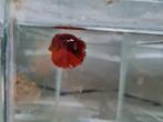 Betta splendens super delta kempvis man, Vis, Zoetwatervis
