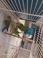 Roos, Dieren en Toebehoren, Meerdere dieren, Parkiet