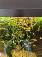 Guppy's en Xenotoca levendbarende levend voer, Dieren en Toebehoren, Overige soorten, Tam, 3 tot 6 jaar
