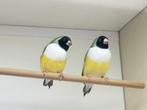 Gouldamadine 2 poppen zk wb adv11, Dieren en Toebehoren, Vogels | Overige Vogels, Vrouwelijk, Tropenvogel