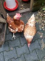Gratis 2 leghennen erg tam.., Dieren en Toebehoren, Pluimvee, Vrouwelijk, Kip