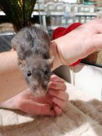 Dwergratjes super lief en echt super tam., Dieren en Toebehoren, Knaagdieren, Mei, Meerdere dieren, Tam