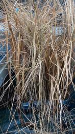 Prachtriet gracillimus €3,50, Ophalen, Siergrassen, Volle zon