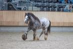 Appaloosa mini tinker ruin, Dieren en Toebehoren, Pony's, Gechipt, Ruin, Zadelmak, 3 tot 6 jaar