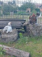 Kriel Cochin haantjes te koop, Dieren en Toebehoren, Pluimvee, Mannelijk, Kip