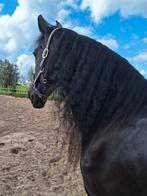 Arabo-Friese merrie, 17 jaar, Dieren en Toebehoren, Paarden, Merrie, Gechipt, L, 160 tot 165 cm