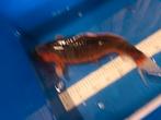 Zwart oranje koi karper 50 cm, Karper of Koi