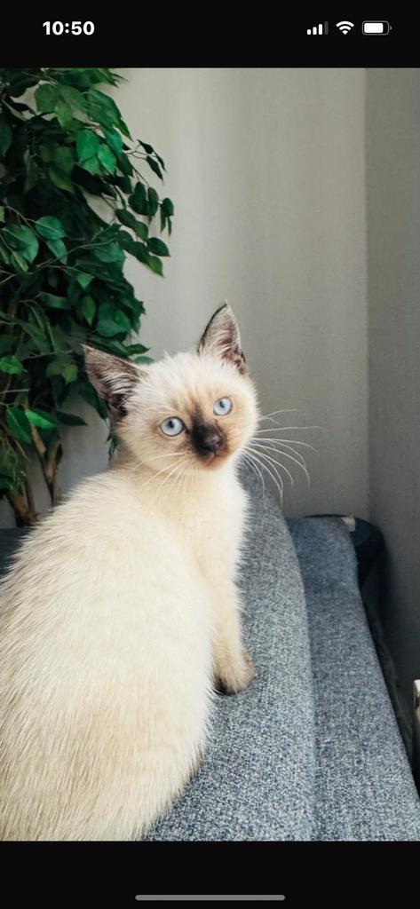 2 lief half siammes en half kort brtrish kittens te koop, Dieren en Toebehoren, Katten en Kittens | Raskatten | Langhaar, Poes