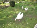 te koop teelbare coscoroba zwaan man, Dieren en Toebehoren, Mannelijk, Gans of Zwaan