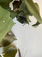 Wandelende takken, Wandelende tak