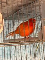 Kanarie 2 stuks, Dieren en Toebehoren, Vogels | Kanaries, Meerdere dieren, Kleurkanarie