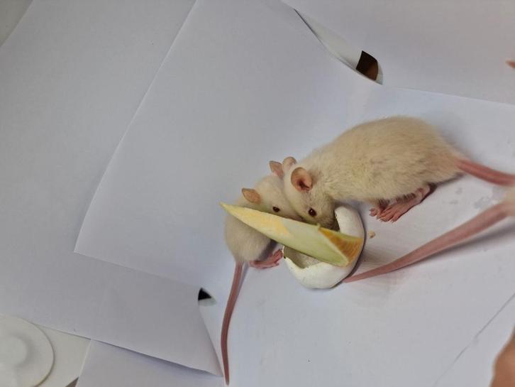 Ratten / Rat (Baby's/juveniles), Dieren en Toebehoren, Knaagdieren, Meerdere dieren, Rat, Augustus