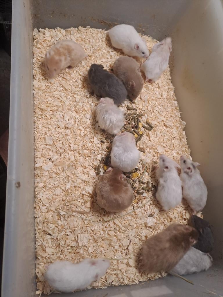 Jonge goudhamsters leuke kleuren ook langharige, Dieren en Toebehoren, Knaagdieren, December, Meerdere dieren, Hamster