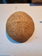 Mooie grote bruine zeeegel het is net Fluweel, Ophalen of Verzenden, Mineraal