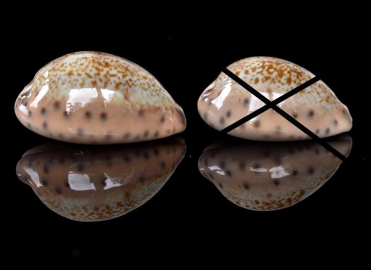 Schelpen: Cypraea robertsi 19,9mm & 18,1mm (Gem) Per stuk, Verzamelen, Mineralen en Fossielen, Schelp(en), Ophalen of Verzenden