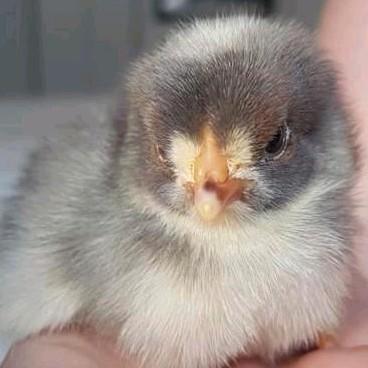 Kuikens (Brahma Groothoender), Dieren en Toebehoren, Pluimvee, Kip, Meerdere dieren