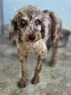 ACE: Nutmeg, wie wil hem een kans geven?, Poedel, Particulier, Rabiës (hondsdolheid), Reu