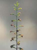 Stekjes Mother of Thousand - Pink Butterfly, Overige soorten, Minder dan 100 cm, Bloeiende kamerplant, Halfschaduw