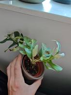 Kop stek Rhaphidophora tetrasperma variegata, Huis en Inrichting, Kamerplanten, Ophalen of Verzenden, Halfschaduw, Minder dan 100 cm