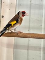 Te koop mooie bloemputter man 2024, Dieren en Toebehoren, Mannelijk, Tropenvogel