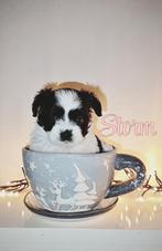 Boompoo nog 1 teefje Storm (toy poedel x boomer), Dieren en Toebehoren, 8 tot 15 weken, Meerdere, Meerdere dieren, Nederland
