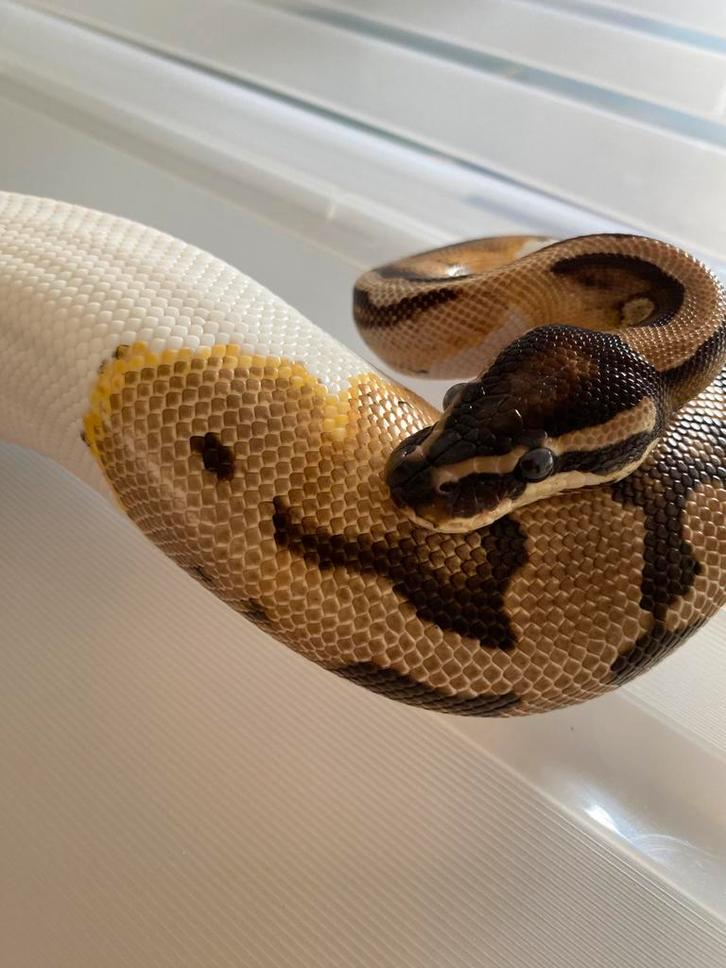 0.1 Koningspython, ballpython, python regius