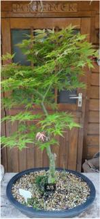 Bonsai Acer Palmatum Beni zuru Japanse Esdoorn, Bloeit niet, Halfschaduw, Overige soorten, Minder dan 100 cm