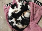4 mooie kittens erg mak., Dieren en Toebehoren, Katten en Kittens | Overige Katten, Meerdere dieren, Kortharig, 0 tot 2 jaar